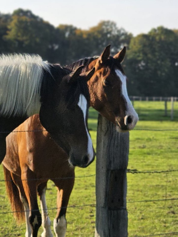 Deux chevaux au pré au Brévedent, profitant d’une fin de journée en Normandie.