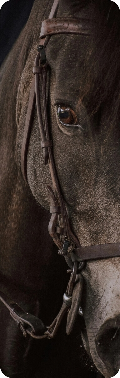 Détail du regard d’un cheval équipé pour l’équitation.