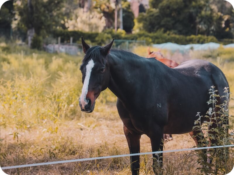 Cheval en paddock dans une pension au centre équestre du Brévedent, dans le Calvados.