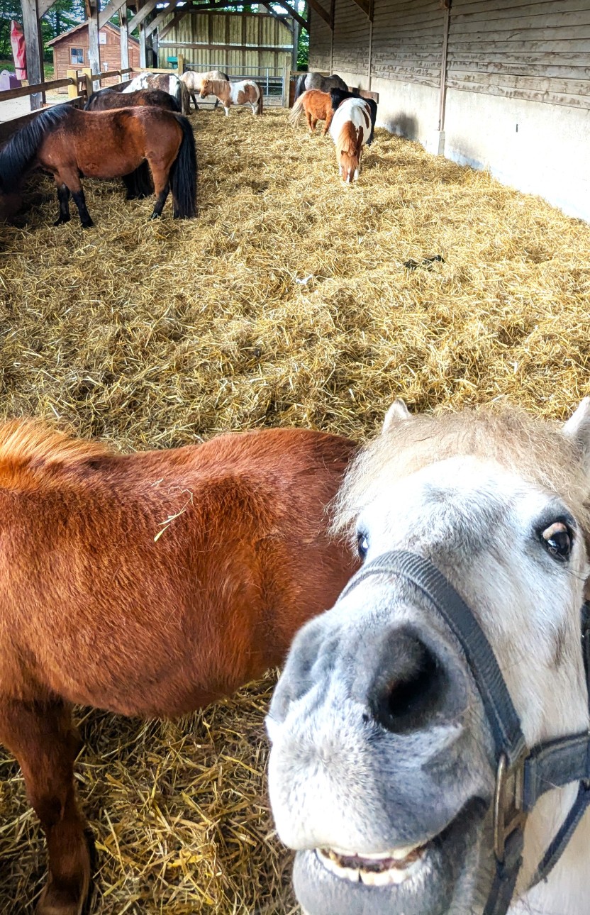 Poneys du poney club du Brévedent dans l’écurie, avec un poney curieux en gros plan.