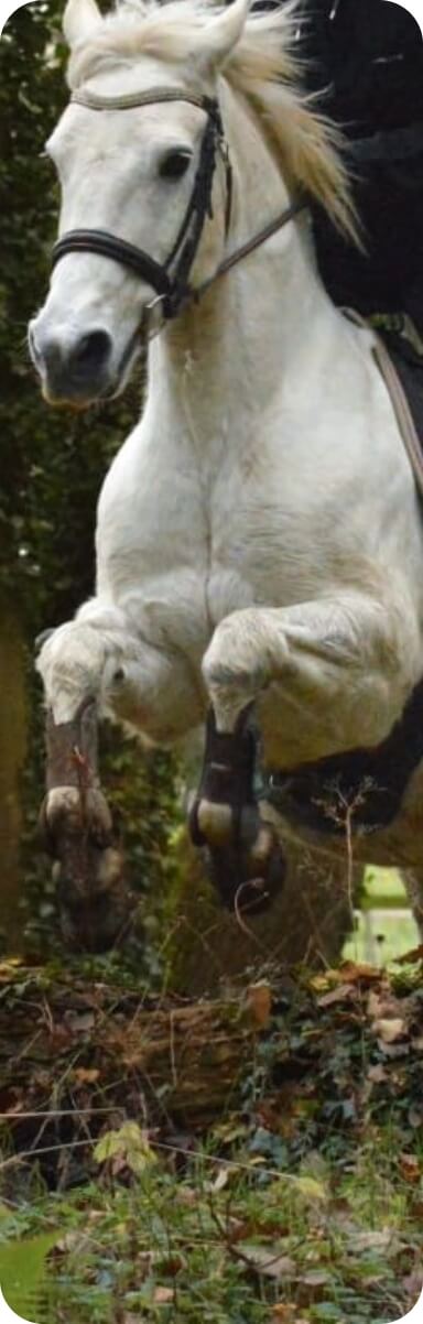 Cheval sautant un obstacle en extérieur lors d’un stage d’équitation.